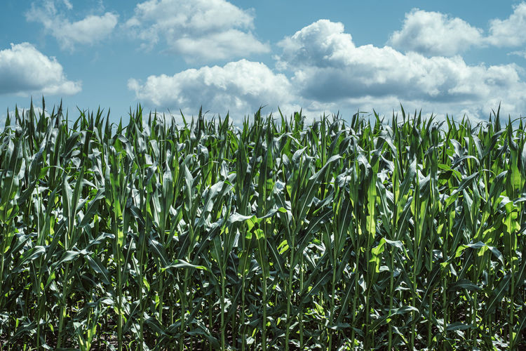 Corn field in front of cloudy sky