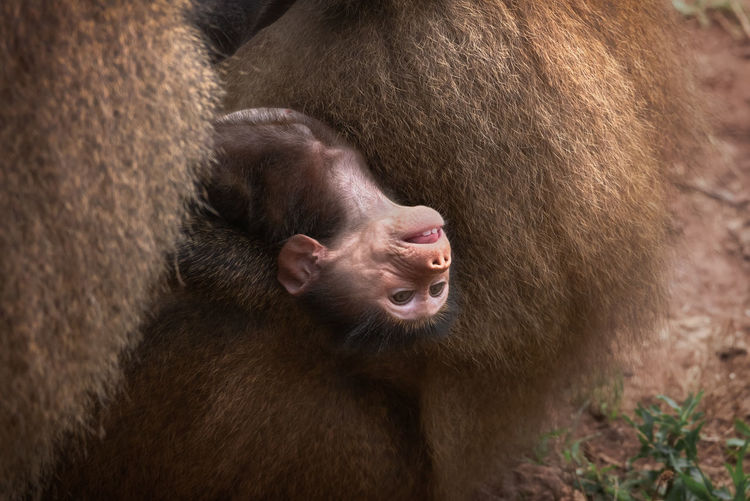 Funny baby monkey having fun while lying on belly of fluffy female animal in natural habitat