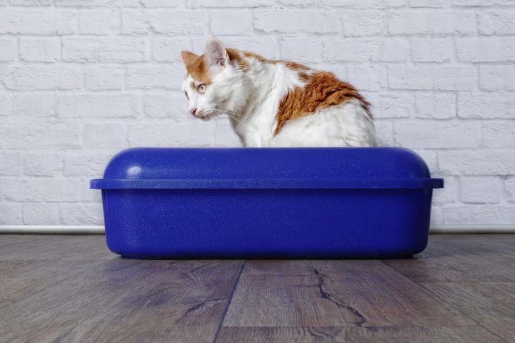 Tabby cat sitting in a blue litter box and look sideways.