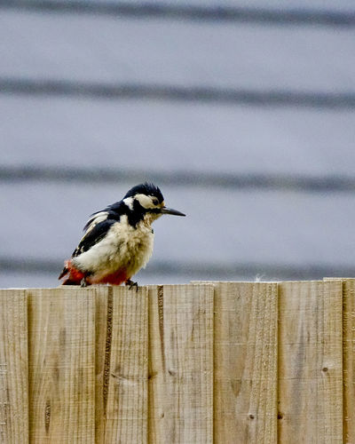 Great spotted woodpecker perching on wooden fence