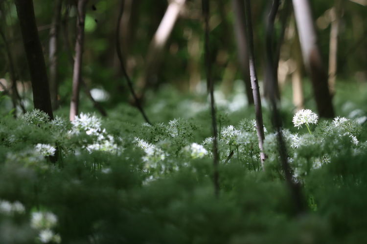 Close-up of fresh plants in forrest