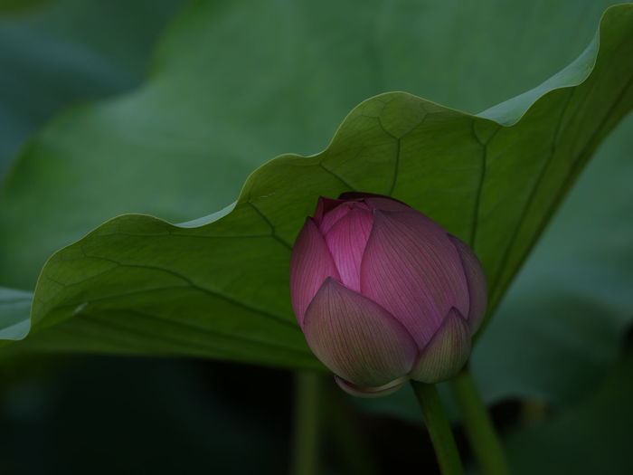 Close-up of purple lotus water lily