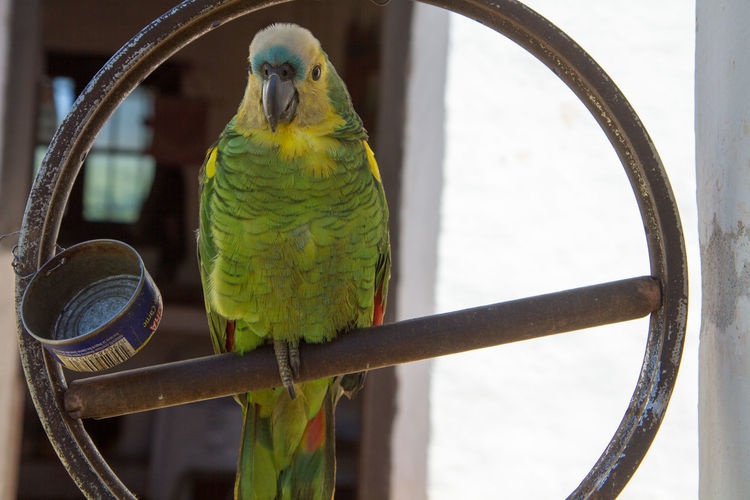 Close-up of parrot perching in cage