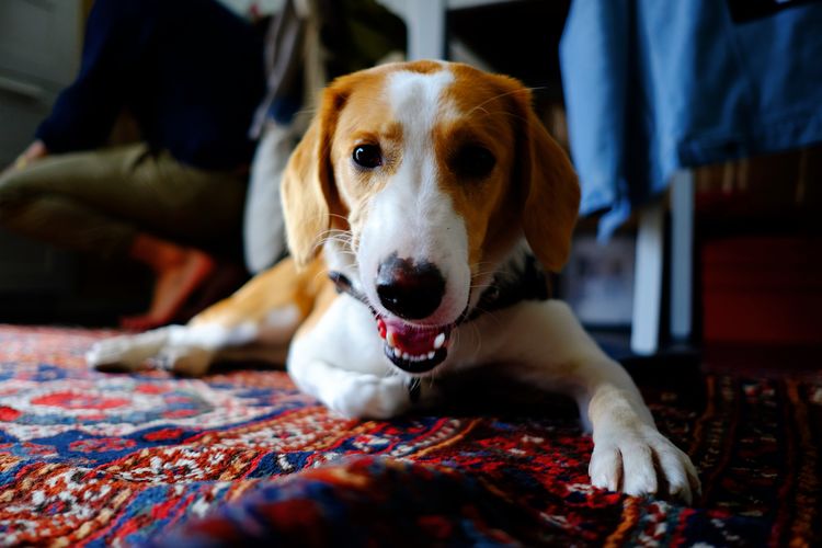 Portrait of dog relaxing at home