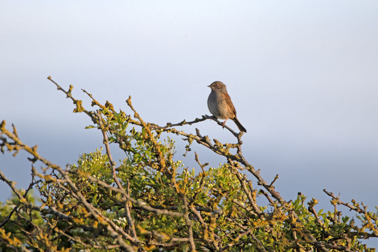 animal wildlife