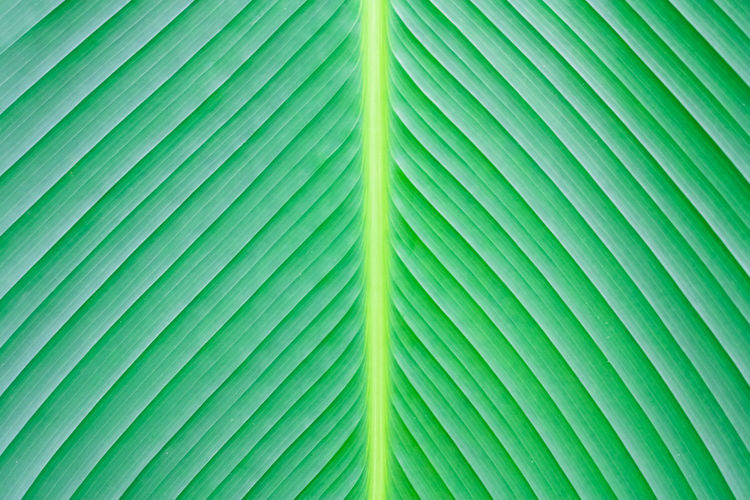 Close up green leaf texture background