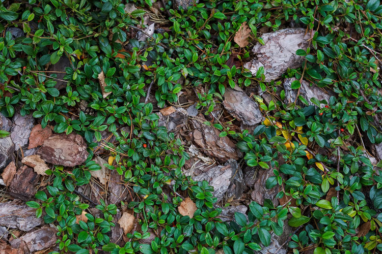 High angle view of ivy growing on field