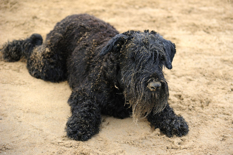 Black dog relaxed on his stomach on the beach and dirty sand
