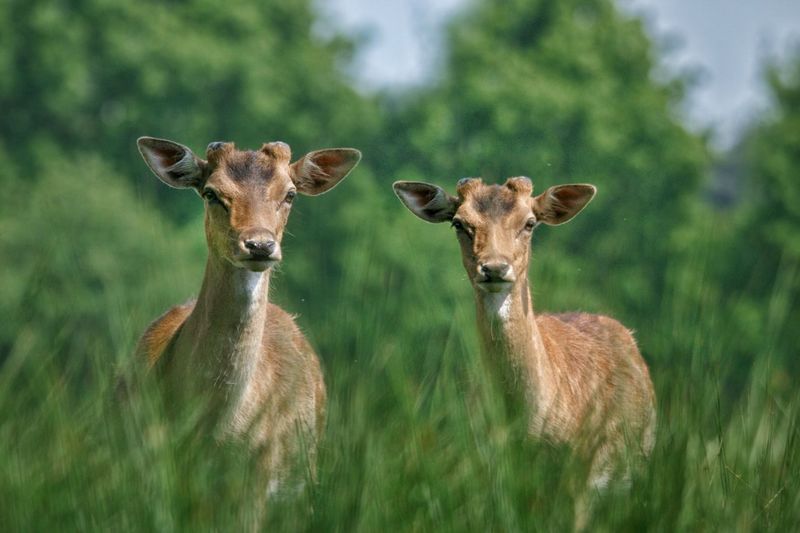 Summer fallow deer bucks