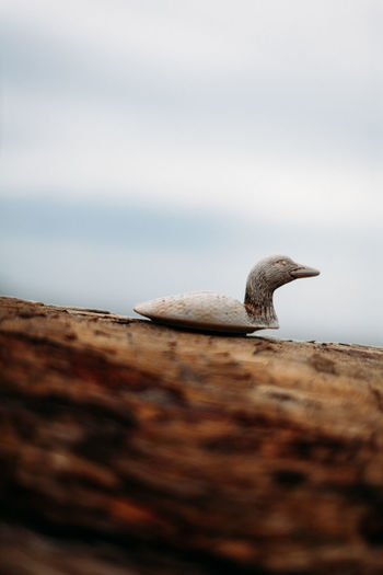 Carving of a duck on a wooden log.
