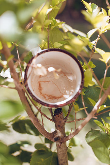 Close-up of drink on tree