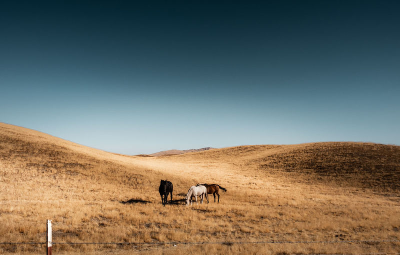 Horses standing on field against clear sky