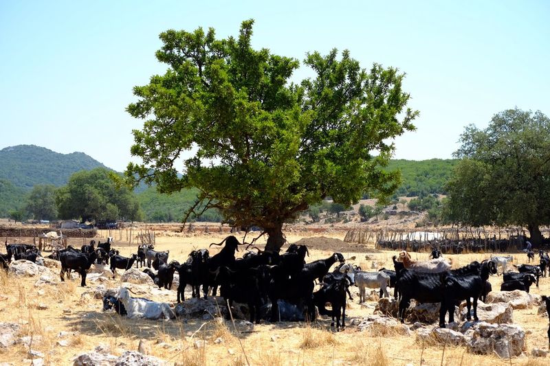 Herd of goats by tree against sky