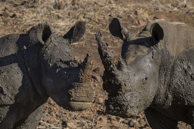 Close-up portrait of rhinoceros
